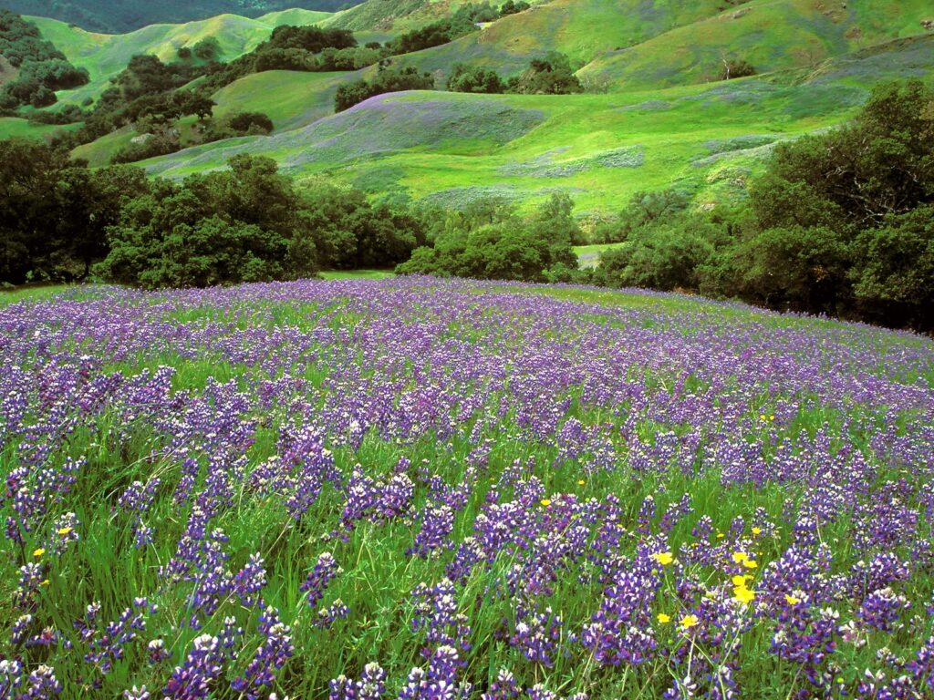 campos de lavanda